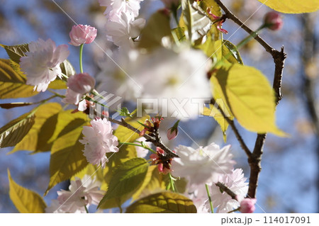 桜の花が咲いています 114017091