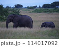 親子のアフリカゾウ 114017092