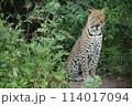ヒョウ 114017094