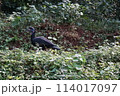 アフリカの鳥 114017097