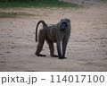 アフリカサル 114017100