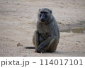 アフリカサルアップ 114017101