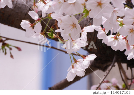 染井吉野 114017103