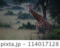 アフリカキリン 114017128
