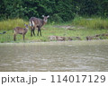 アフリカ動物 114017129