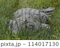アフリカワニ 114017130