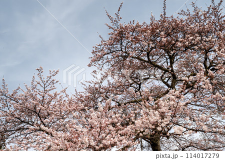 満開になった桜 満開になった桜 114017279