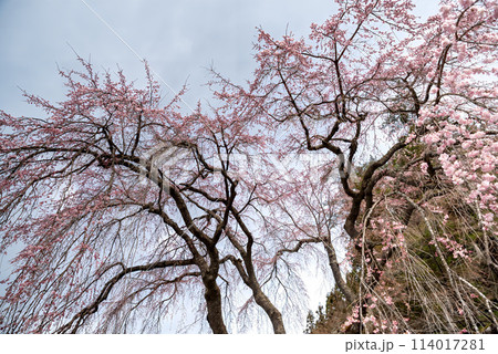 満開のしだれ桜 満開のしだれ桜 114017281