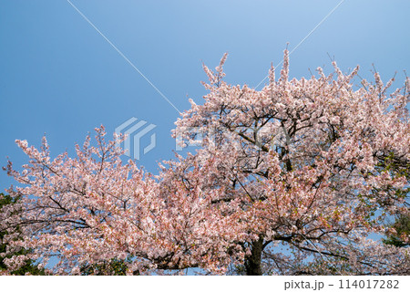 満開になった桜 114017282