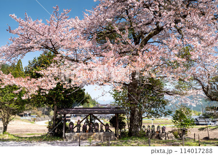 満開の桜の下にある地蔵 満開の桜の下にある地蔵 114017288