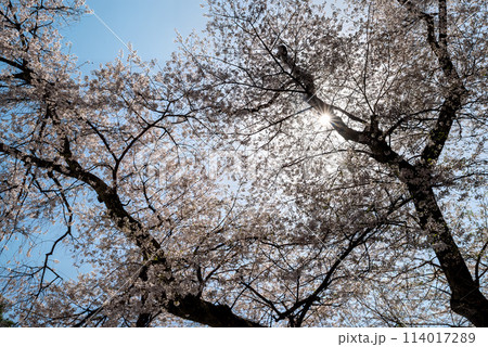 青空に映える桜 114017289
