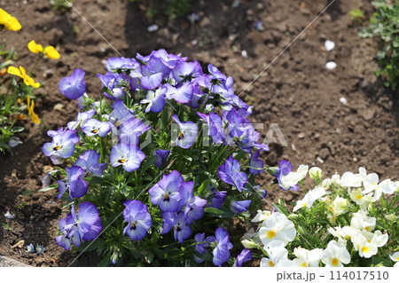 春の公園に咲くカラフルなパンジーの花 春の公園に咲くカラフルなパンジーの花 114017510