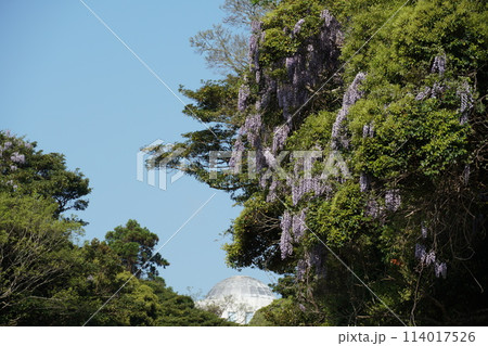 青空を背景に藤の花が咲き誇る初夏のはまなす公園の風景 114017526