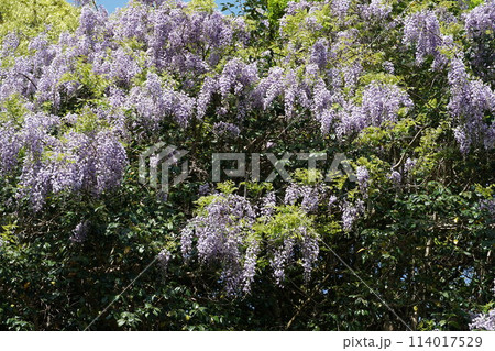 藤の花が咲き誇る初夏の風景 藤の花が咲き誇る初夏の風景 114017529