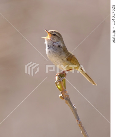 ウグイスお気に入りのソングポストにて 114017628