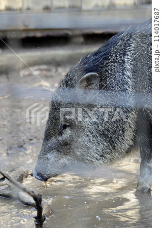 クビワベッカリー 114017687