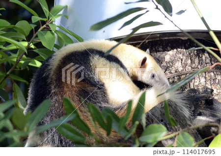 アリクイ アリクイ 114017695