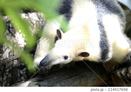 アリクイ 114017698