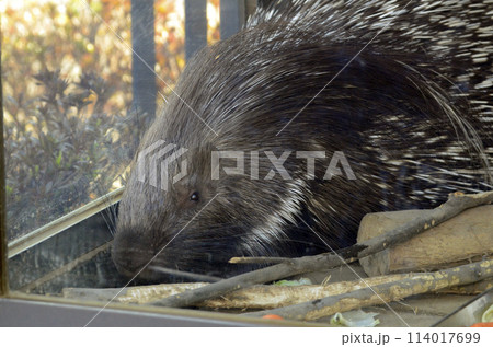 ヤマアラシ 114017699