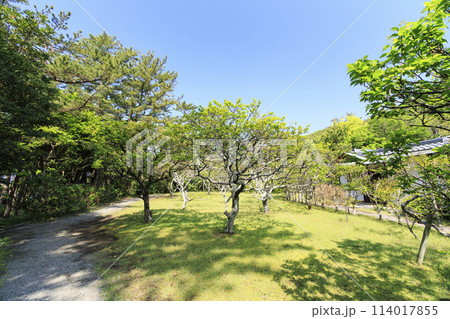 湘南葉山のしおさい公園の初夏 114017855