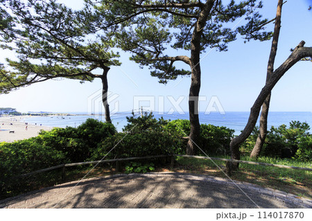 湘南葉山のしおさい公園の初夏 湘南葉山のしおさい公園の初夏 114017870