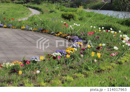 春の河川敷にある公園に咲くチューリップやパンジーの花 春の河川敷にある公園に咲くチューリップやパンジーの花 114017963