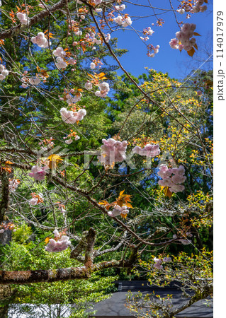 熊野本宮大社 熊野本宮大社 114017979