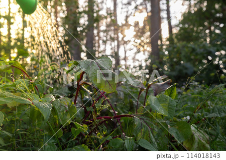 Unrecognizable farmer watering vegetable garden beds. Beetroots vegetables locally grown food produce. Sunlights sunset 114018143