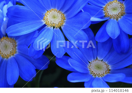 青いサイネリアの花 青いサイネリアの花 114018146
