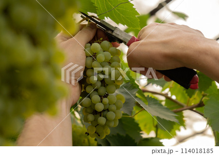 Farm worker harvesting green grapes in outdoor vineyards. Concept of healthy eating homegrown greenery fruits. Seasonal countryside cottage core life. Winemaker 114018185