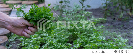 Farmers hands collect parsley in garden open air. Organic home gardening and cultivation of greenery herbs concept. Locally grown 114018190