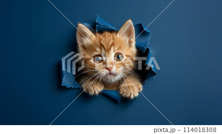 Peek-a-Boo Kitty: Playful Cat in Paper Hole. Generative AI	 114018308