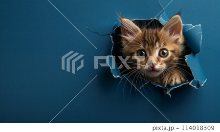 Peek-a-Boo Kitty: Playful Cat in Paper Hole. Generative AI	 114018309