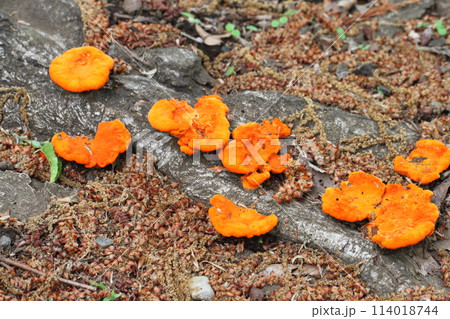 ヒイロタケ ヒイロタケ 114018744