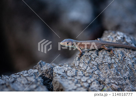 A brown lizard on a dry field looking for water. 114018777