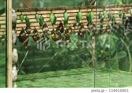 Life cycle of tropical butterflies in a farm. Butterfly pupae hanging. Life cycle of tropical butterflies in a farm. Butterfly pupae hanging. 114018801