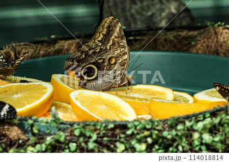 A picture of a species of caligo owl butterfly caught on a green background while eating an orange. A picture of a species of caligo owl butterfly caught on a green background while eating an orange. 114018814