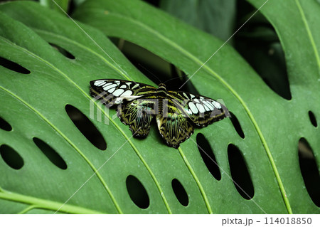 A very beautiful species of butterfly caught on a green background while resting, the species called Parthenos Sylvia A very beautiful species of butterfly caught on a green background while resting, the species called Parthenos Sylvia 114018850