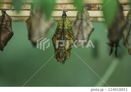 Picture of a butterfly pupa with very beautiful structures on it. 114018851