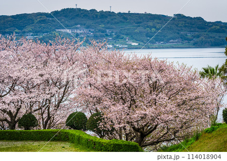 四本堂公園の桜　【長崎県西海市】 114018904