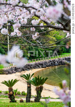 四本堂公園の桜 【長崎県西海市】 四本堂公園の桜 【長崎県西海市】 114018928