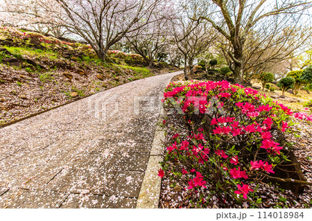 四本堂公園の桜 【長崎県西海市】 四本堂公園の桜 【長崎県西海市】 114018984
