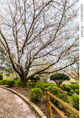 四本堂公園の桜 【長崎県西海市】 四本堂公園の桜 【長崎県西海市】 114018985