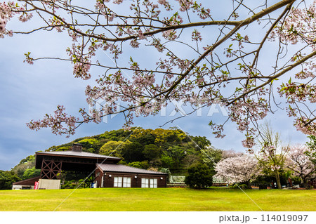 四本堂公園の桜 【長崎県西海市】 四本堂公園の桜 【長崎県西海市】 114019097