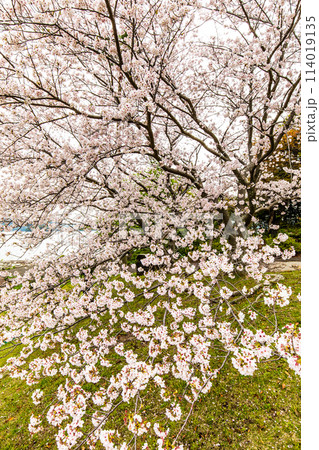 四本堂公園の桜　【長崎県西海市】 114019135