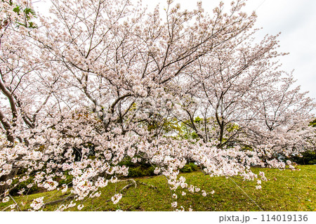 四本堂公園の桜　【長崎県西海市】 114019136