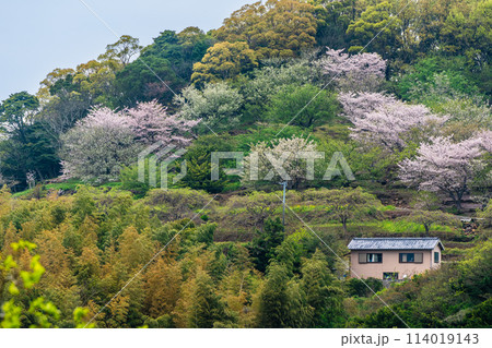 四本堂公園の桜　【長崎県西海市】 114019143
