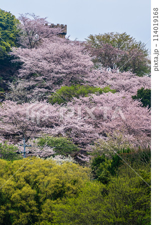 四本堂公園の桜　【長崎県西海市】 114019168