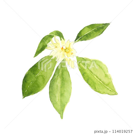 仏花として使われるシキミ 　樒  しきび 【手描き水彩画】白バック 透過背景  114019257