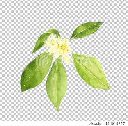 仏花として使われるシキミ 　樒  しきび 【手描き水彩画】白バック 透過背景  114019257